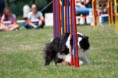 Agility skúškový deň Lazany